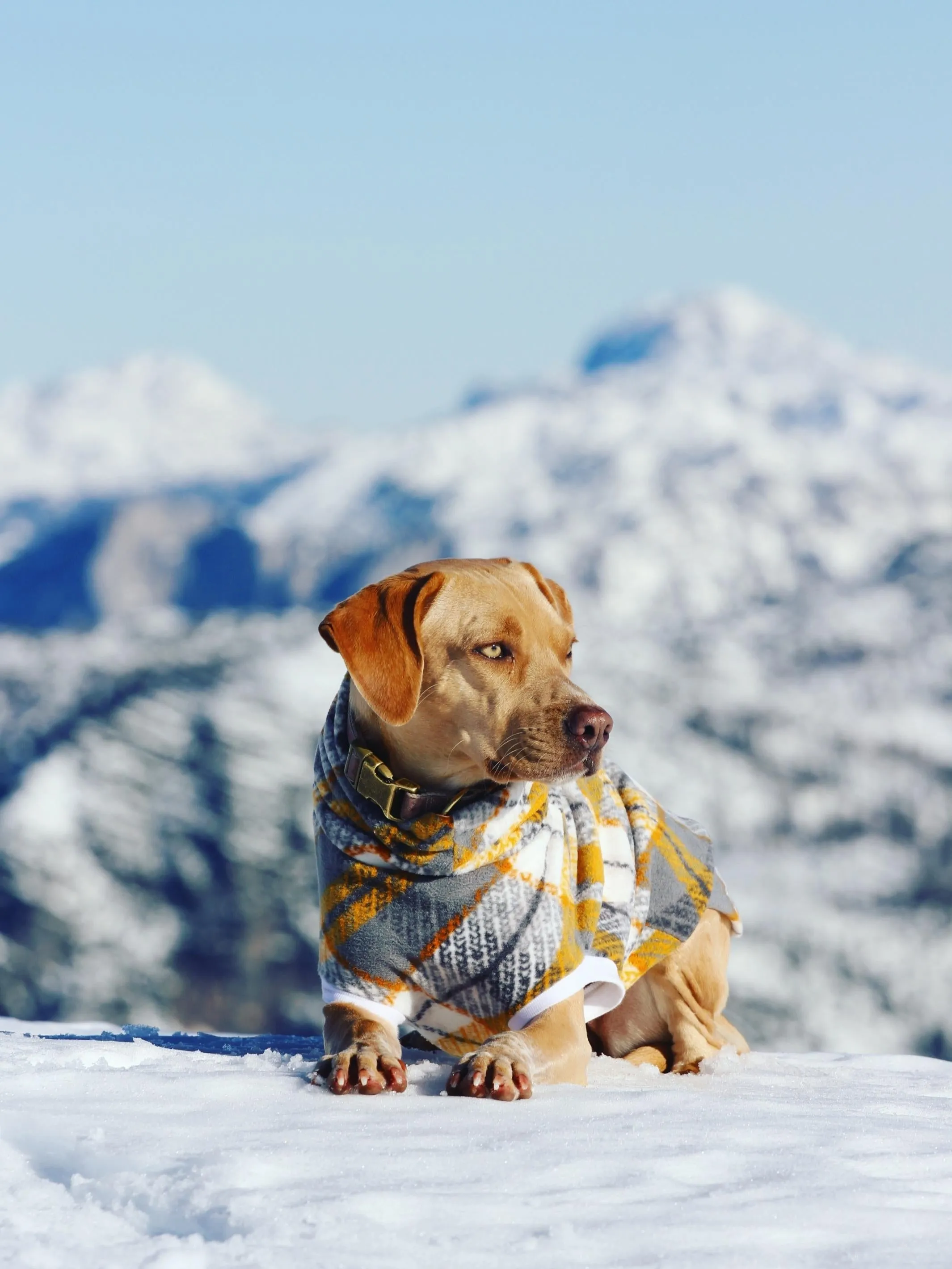 The Dusty Gold Plaid Dog Sweater